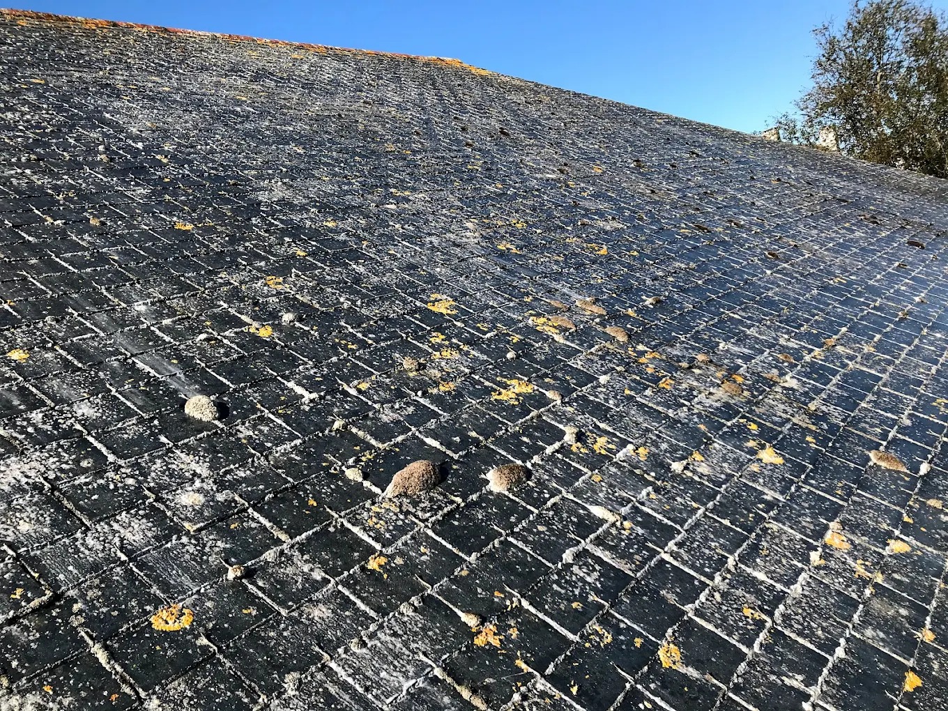 Toiture avec mousses et lichens
